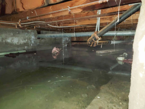 Best Basement water damage restoration  in Cottonwood, ID